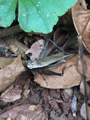 Eneoptera surinamensis