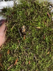 Sciuro-hypnum reflexum