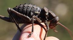Hetrodes pupus pupus