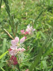 Oenothera hispida