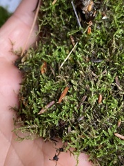 Sciuro-hypnum reflexum