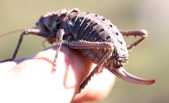 Hetrodes pupus pupus