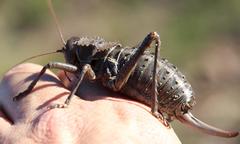 Hetrodes pupus pupus