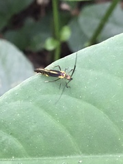 Dictyopsocus pennicornis