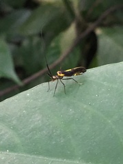 Dictyopsocus pennicornis