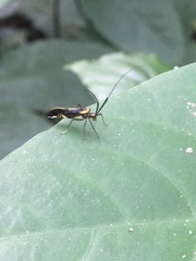 Dictyopsocus pennicornis