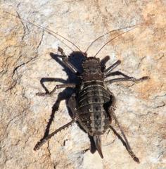 Hetrodes pupus pupus