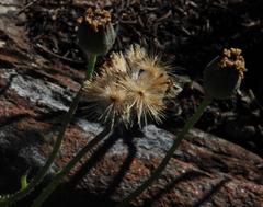 Othonna heterophylla