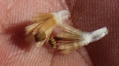 Othonna heterophylla