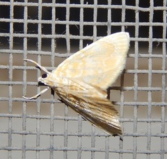Glaphyria glaphyralis