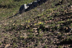 Othonna heterophylla