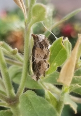 Junonia grisea
