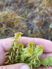 Sphagnum recurvum