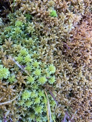 Sphagnum recurvum