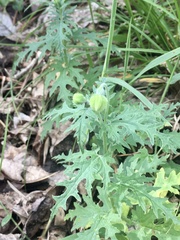 Blumenbachia insignis