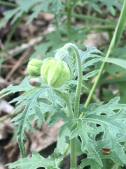 Blumenbachia insignis