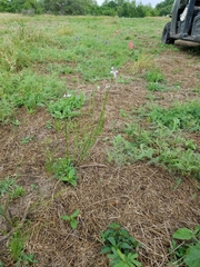 Nuttallanthus texanus