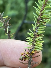 Arceuthobium pusillum