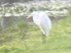 Ardea alba modesta