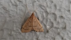 Metasia dicealis