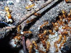 Camponotus importunus