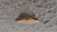 Metasia dicealis