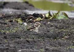 Vanellus crassirostris