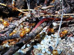 Camponotus importunus