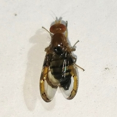 Xanthacrona tuberosa