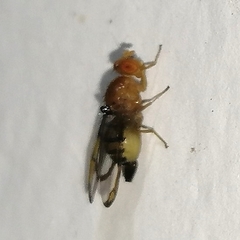 Xanthacrona tuberosa