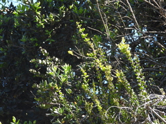 Notanthera heterophyllus