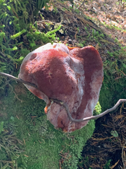 Aureoboletus mirabilis