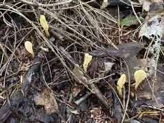 Cudoniaceae
