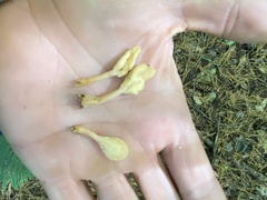 Cudoniaceae