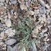 Geyer's Desert-Parsley - Photo (c) lauraduncan, some rights reserved (CC BY-NC)