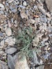 Lomatium geyeri - Photo (c) lauraduncan, algunos derechos reservados (CC BY-NC)