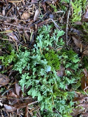 Cladonia turgida