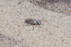 Laphystia litoralis