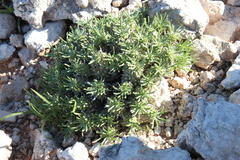 Euphorbia braunsii