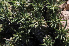 Euphorbia braunsii