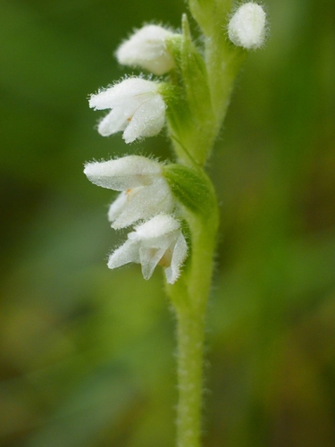 smrečinec plazivý (Goodyera repens)