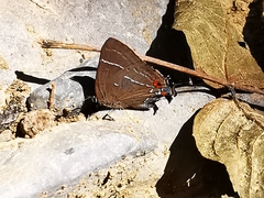 Parrhasius moctezuma