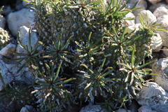 Euphorbia braunsii