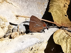 Parrhasius moctezuma