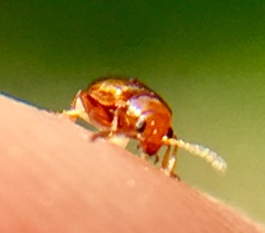 Glyptina