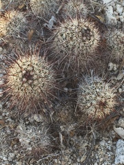 Mammillaria hutchisoniana