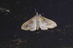 Diaphania fumosalis