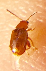 Glyptina