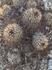Mammillaria hutchisoniana