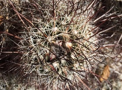 Mammillaria hutchisoniana